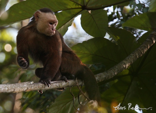 Colombian White-faced Capuchin